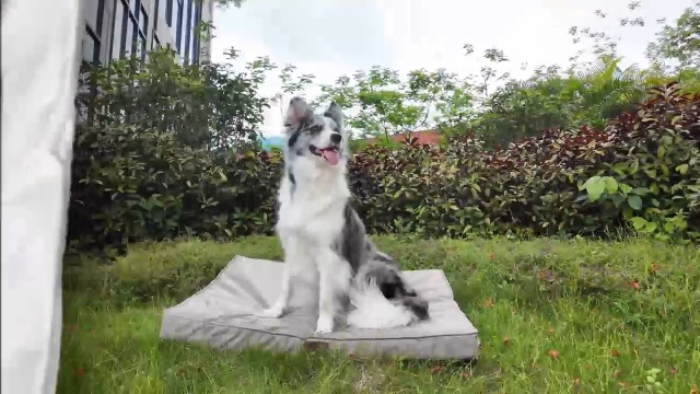 Tail Stories Outdoor Extra Large Dog Bed, Waterproof Dog Bed for Large Dogs, Egg Crate Foam XL Pet Bed with Removable Washable Oxford Cooling Cover, Grey - image 7