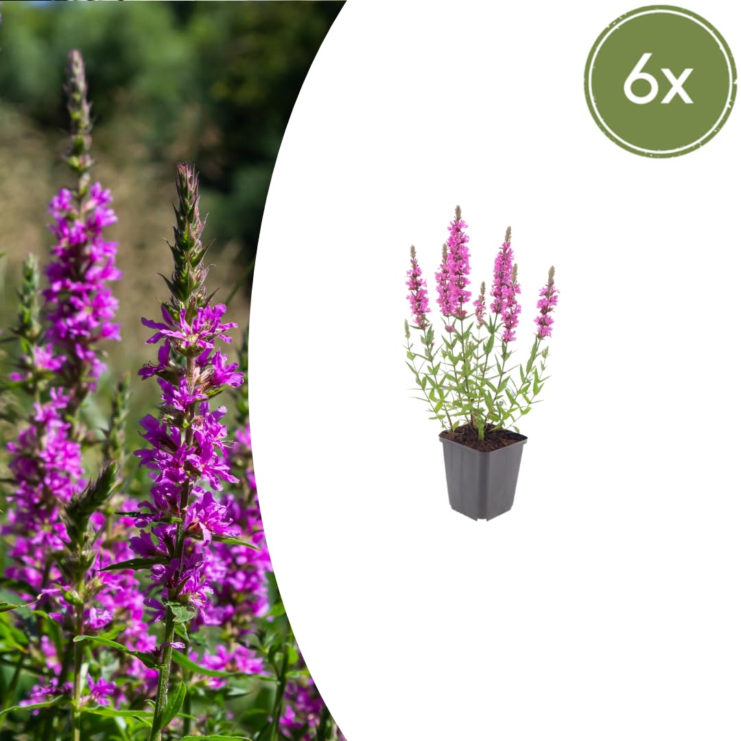 Piante Perenni con Lythrum Salicaria, per Bordure Umide, Rosa Viola, Set 6
