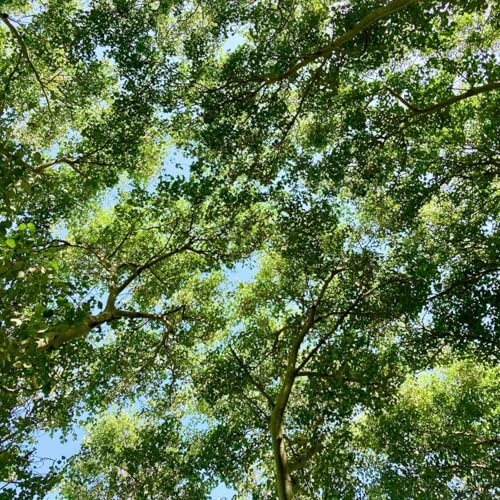 Philippe Deschamps & Center of Attention