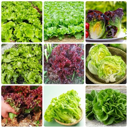 PflücksalatSamen, gemüsesamen alte sorten SalatSamen, alte gemüsesorten winterhart garten 1000pcs