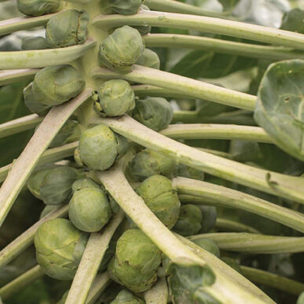David's Garden Seeds Brussels Sprouts Hestia 9849 (Green) 100 Non-GMO, Hybrid Seeds