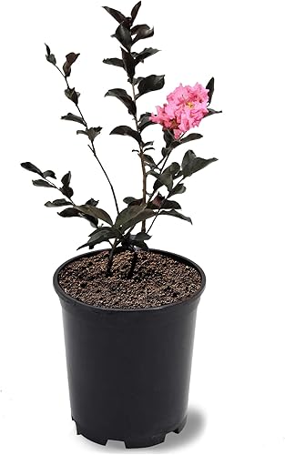 American Plant Exchange Black Diamond Shell Pink Crape Myrtle Tree Live, maceta de 1 galón, 1-1.5 pies de alto, flores rosas vibrantes, tolerantes a