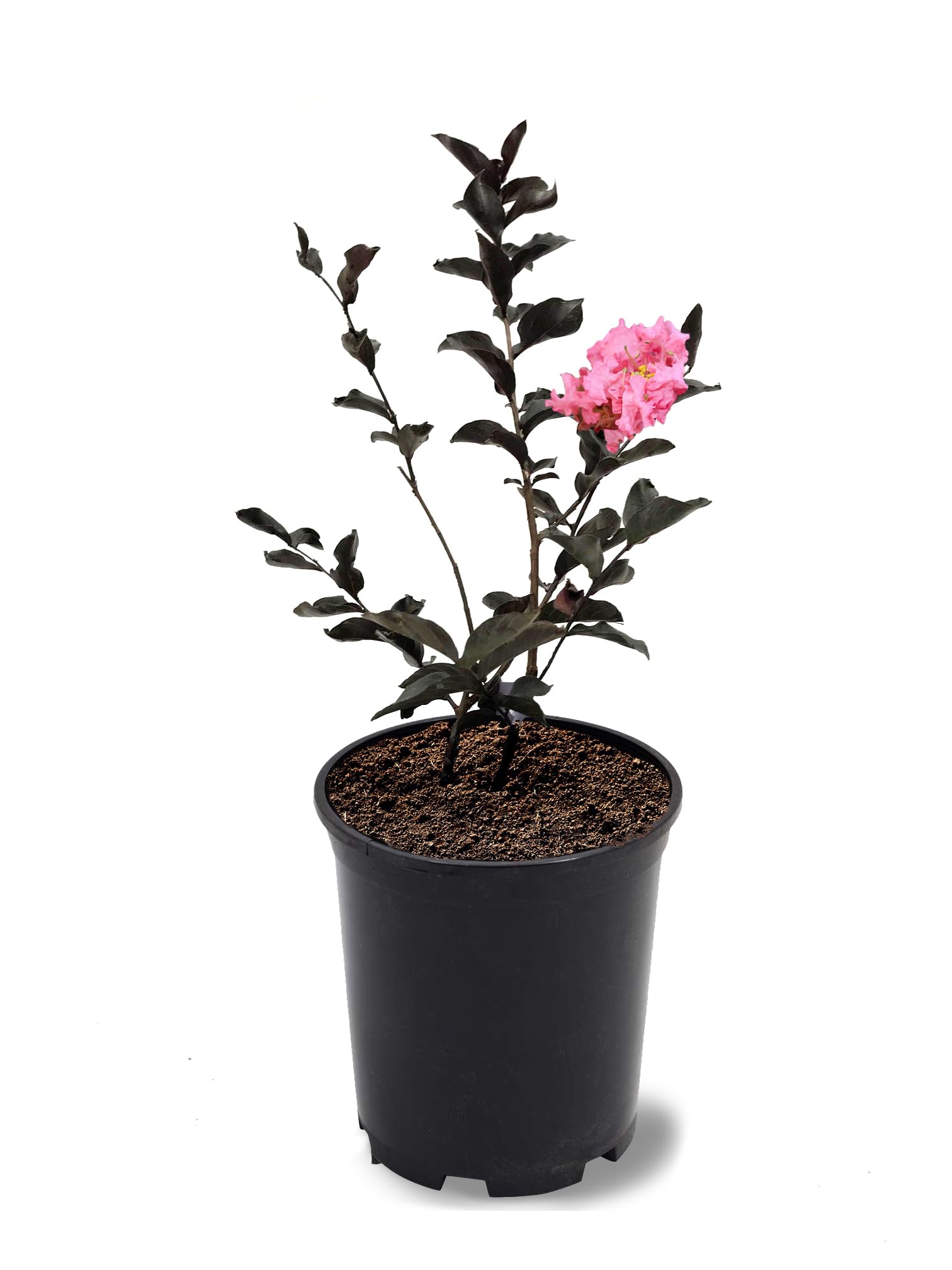 Black Diamond Shell Pink Crape Myrtle