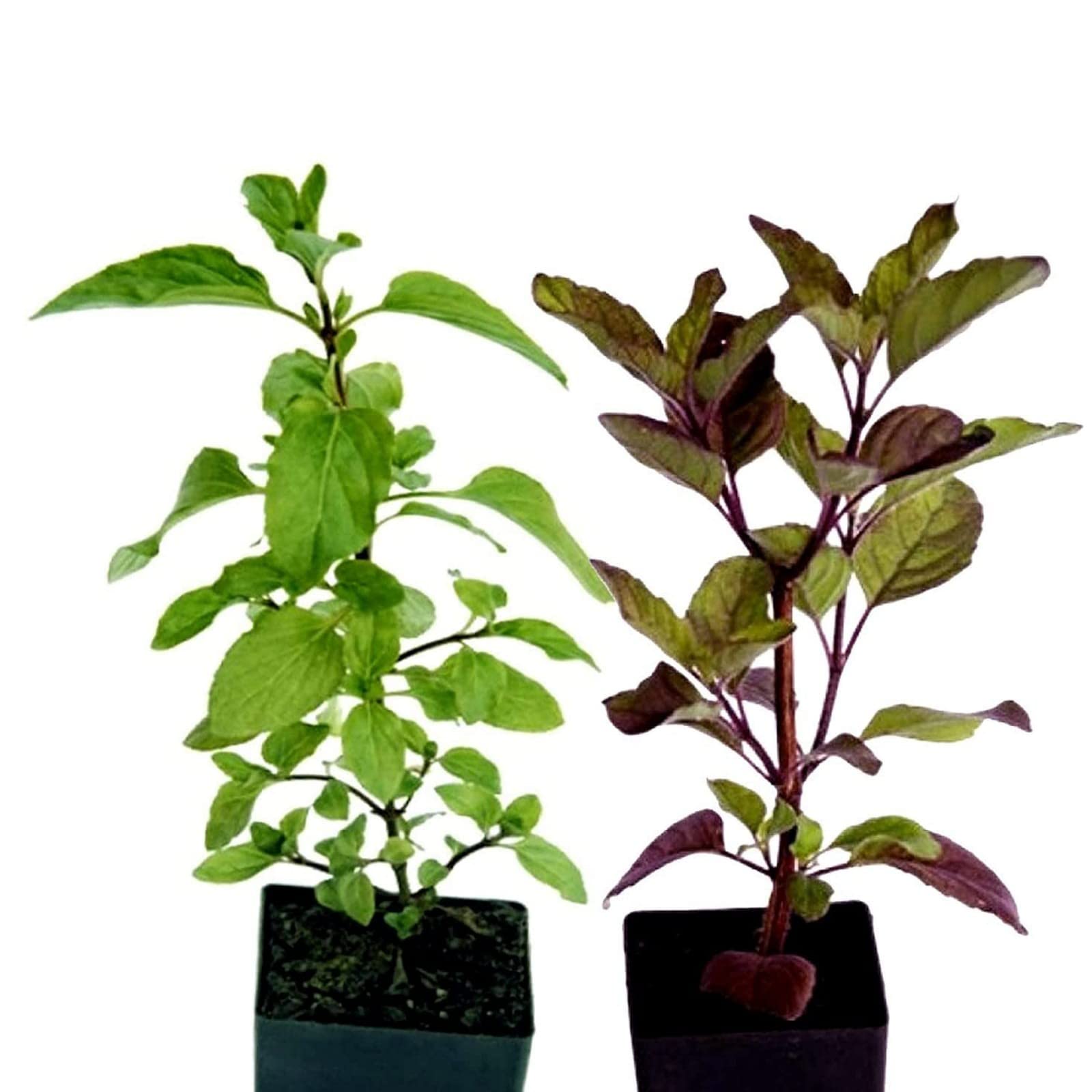 Guruji Plantation Tulsi Plant Indoor Plant For Home and Garden with Pot (Black & Green Combo Pack of 2)