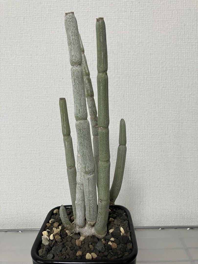 Amazon.co.jp: セロペギアフスカ SRLセラミックPOT 現地球 発根