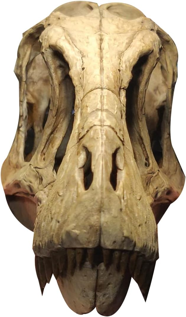 1/1 Size T-Rex T-Rex Skull, Skull, Skeleton, Large, Beastopeds, Carnivore, Dinosaur, Animal, Toy, Model, 9.8 inches (25 cm), Dinosaur Lovers, Birthday Gift, Painted, Finished Product, Object,