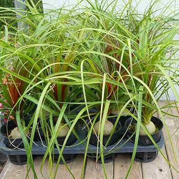 コア様リクエスト トックリラン50個 コア様リクエスト トックリラン50個 - メルカリ