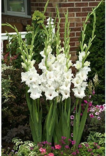 Miniatura 3 de Gladiolo, bulbo (paquete de 15) nubes blancas, bulbos de gladiolos perennes blancos como la nieve, flores