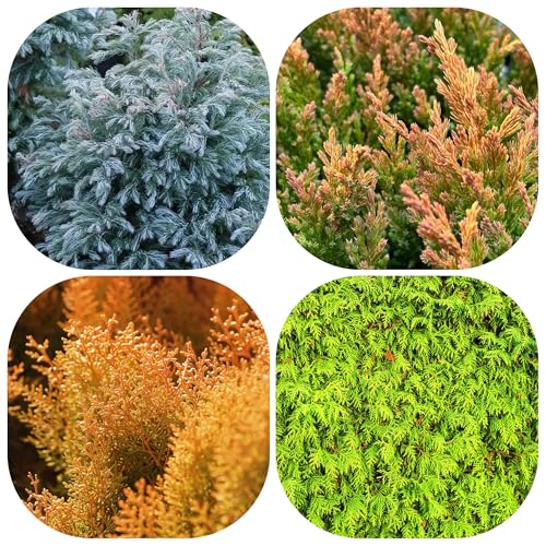 semillas de ciprés - exóticas jardín ornamental resistente jardín rocas exterior 400pcs