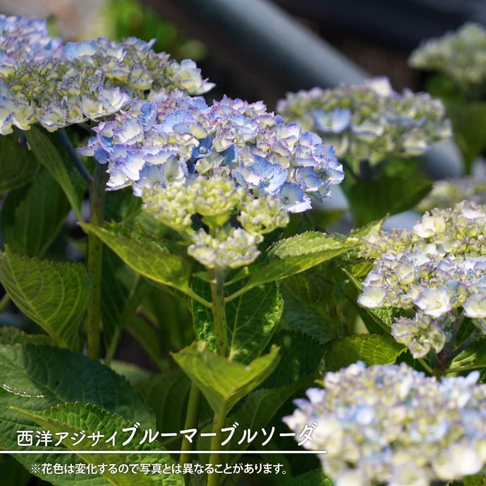 Amazon.co.jp: 紫陽花 あじさい 【ブルーマーブルソーダ】 5号ポット苗