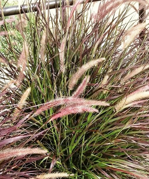PURPLE FOUNTAIN GRASS Ornamental Pennisetum Setaceum Dark Burgundy Flower Seeds (B0CCRP3YR7) Amazon Price History, Amazon Price Tracker