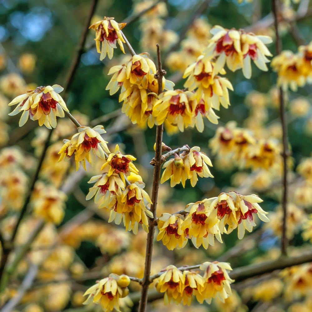 Chimonanthus praecox (Wintersweet) Hardy Shrub Plant in 9cm Pot 20cm Tall