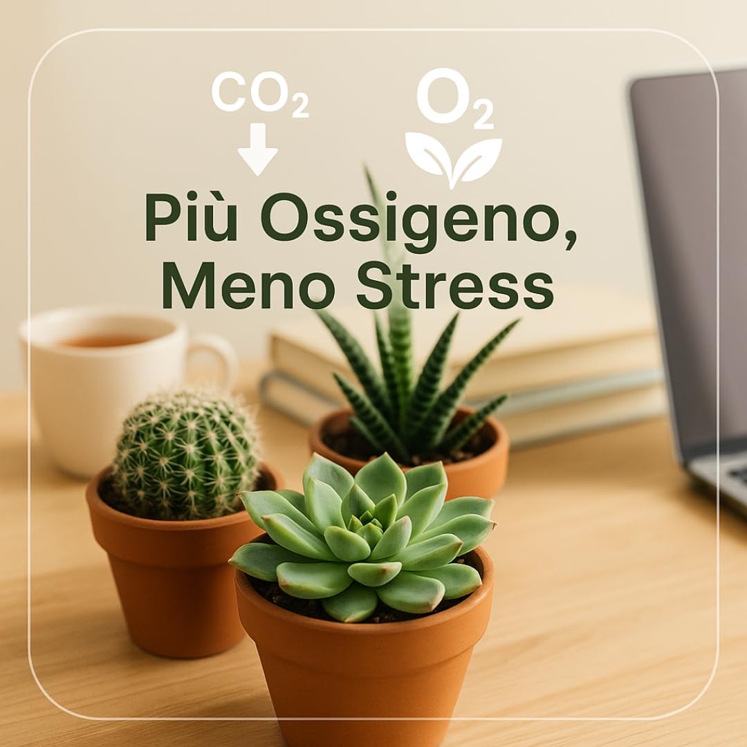 Set di 20 Piante Grasse Vere Senza Spine, Vaso 5,5cm, Mini Piantine da Interno ed Esterno - Piante Succulente Ideali per Scrivania, Casa e Ufficio - Le piantine variano in base alla disponibilità