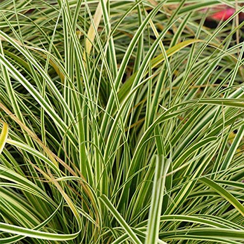 Carbeth Plants Pond Plants for Small Ponds - 3 X 9cm Pot Acorus Gramineus Variegatus, Japanese Sweet Flag - Live Marginal Ponds Plant - Low Maintenance Perennial Outdoor Pond Plant