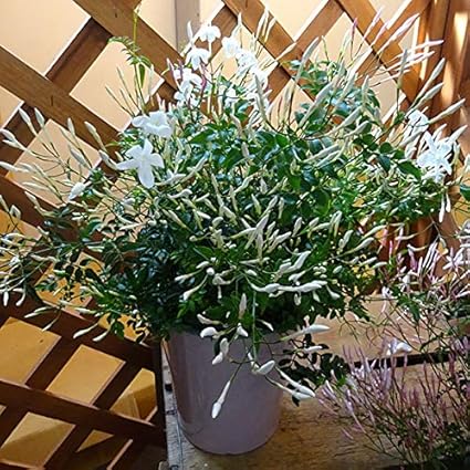 Amazon ハゴロモジャスミン 羽衣ジャスミン 2株入り5号鉢植え 観葉植物 オンライン通販