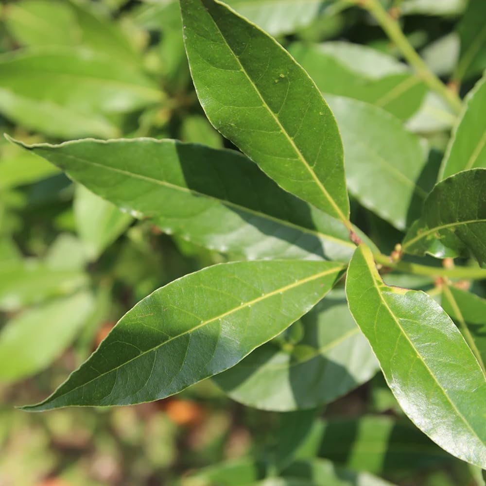 Aromatics International Premium Organic Laurel Leaf Essential Oil 18ml | 100% Pure Essential Oil for Diffusion & Aromatherapy
