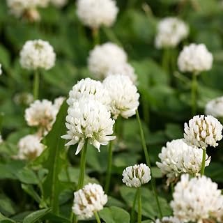 White Dutch Clover Seed * Cover Crop * Perennial Legume * Low Growing * 1000 /PK