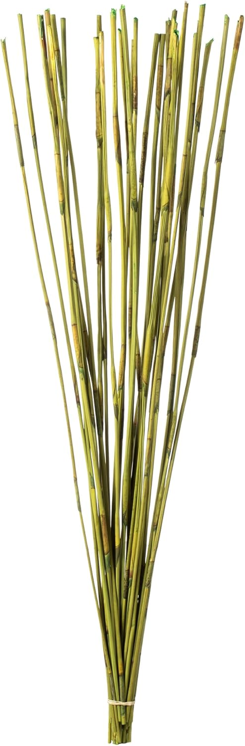 Vickerman 40” Bleached Elephant Reed, 10 oz Bundle, Dried
