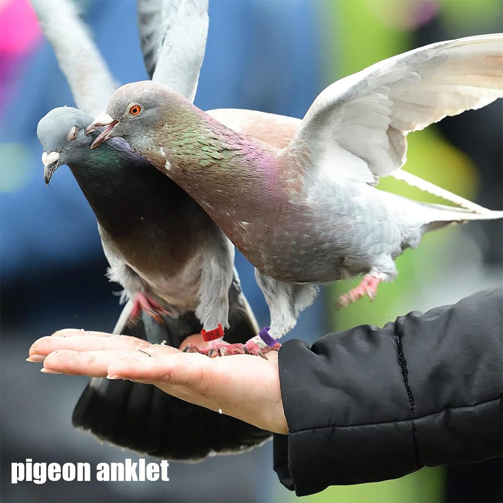 Amazon.co.jp: 100/200 個鳩オープンアンクレット番号鳩脚リング