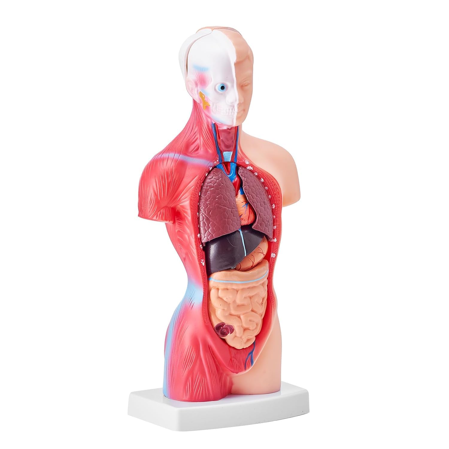 Modello di busto umano, 15 parti rimovibili modello anatomico da 11 pollici con organi, strumento educativo per studenti che imparano la scienza