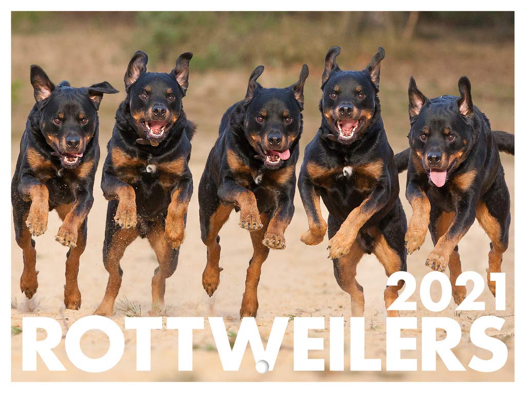 Rottweiler Calendar 2025 Monthly Wall Calender 12 Month | American Made In The USA