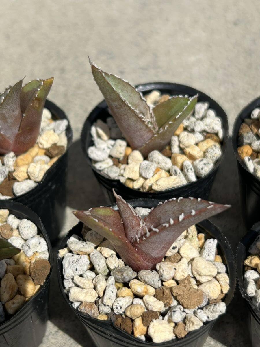 Amazon.co.jp: アガベ オテロイ 12株セット 実生 3多肉植物 観葉植物