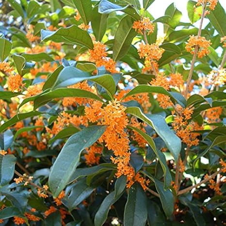 Amazon Co Jp キンモクセイ 金木犀 単木樹高1 5 1 6m根巻き 結婚や金婚式の記念樹に 縁起木 香りのよい花 生垣にも好適な常緑樹 Diy 工具 ガーデン