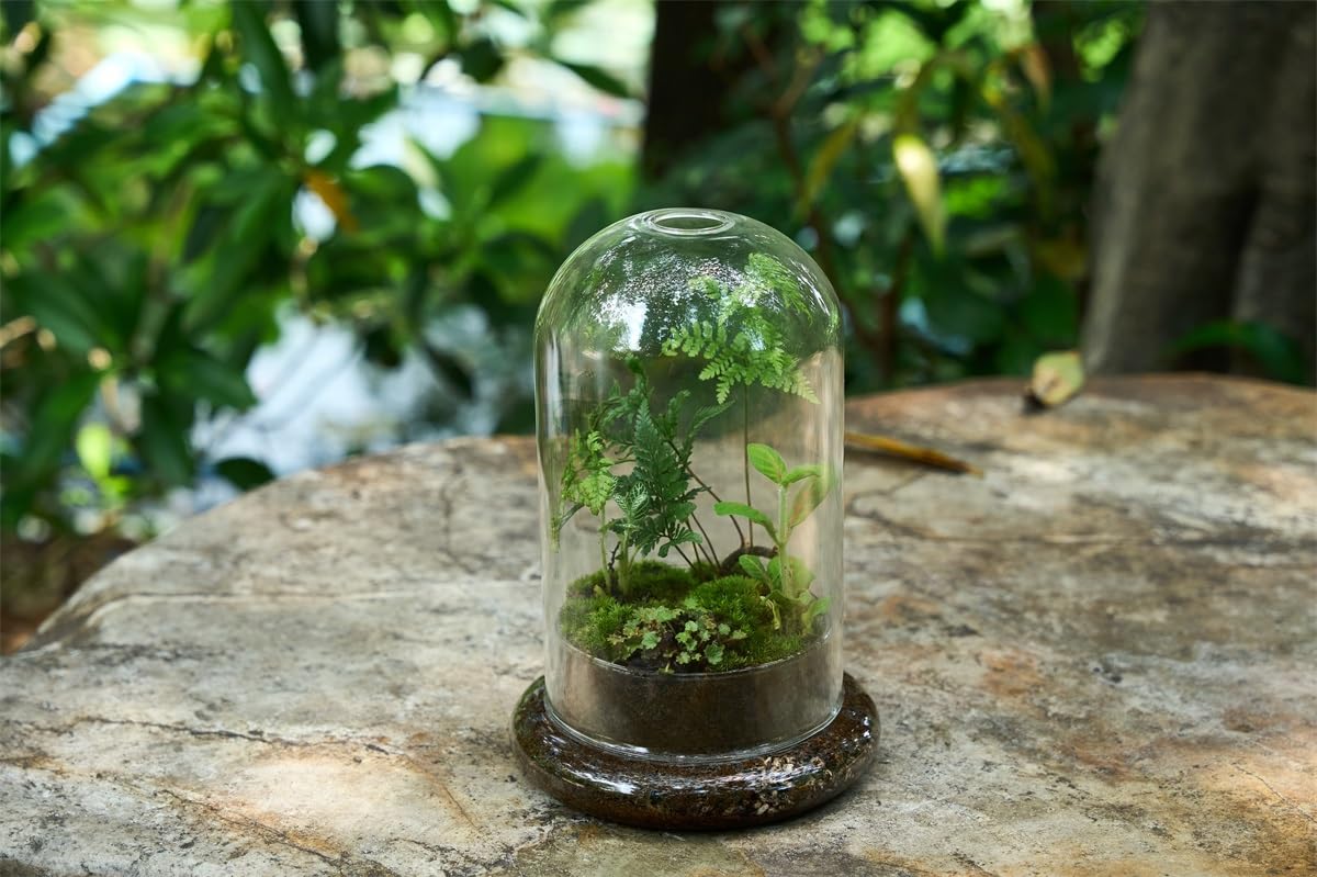 Terrario de cúpula de cristal con base y agujeros de ventilación, 7.9 x 4.7 pulgadas, vitrina transparente para plantas carnívoras, suculentas, atrapamoscas Venus y rosas eternas, caja de regalo
