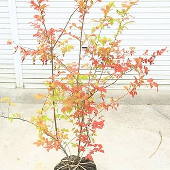 盆栽　ナツハゼ　樹高54cm 楽天市場】希少庭木・植木：ナツハゼ（なつはぜ）* 現品限り！ 樹高