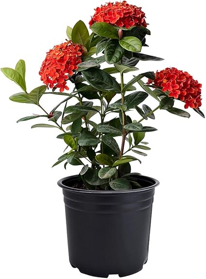 Amazon.com: Planta americana intercambiable Maui Ixora Live Plant 