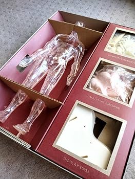 絶版プラモデル 当時物プラモデル 昭和レトロ 人体模型 女性の神秘 RENWAL レトロ 絶版プラモデル 当時物THE VISIBLE WOMAN 女性の神秘