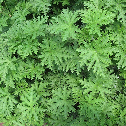 Shiningbaby 200pcs Mosquito Repellent Seeds Sweet Grass Mosquito Repellent Plant Grass Seeds