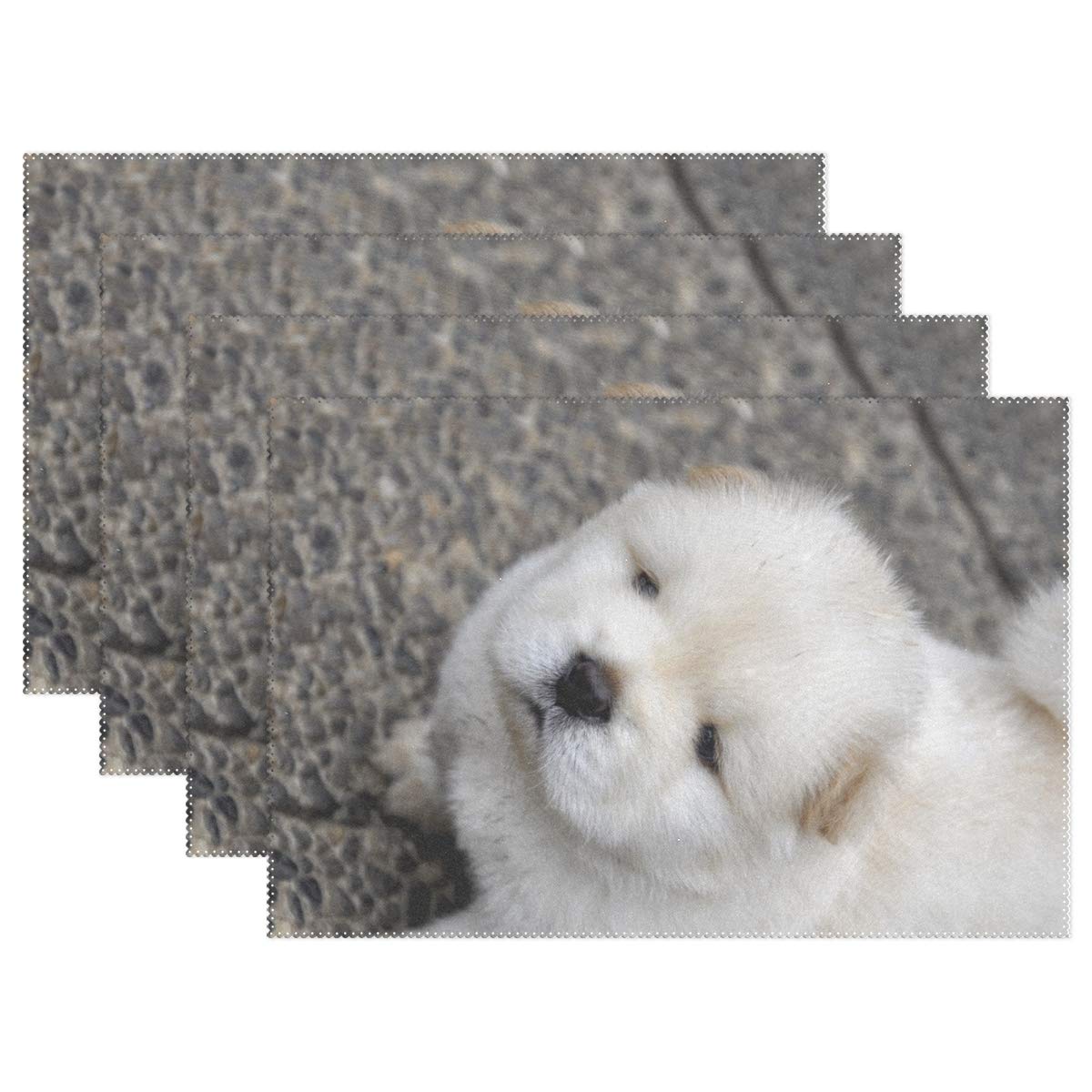 chow chow grey puppy