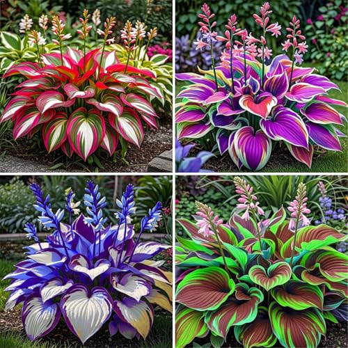 Leicht Anbaubare Funkien-Hosta Dauerwüchsig Winterfest&Prachtvolle Funkien Wurzelstock/Geeignet Für Neueinsteiger/Der Favorit Von Gärtnern-4Rhizome-A