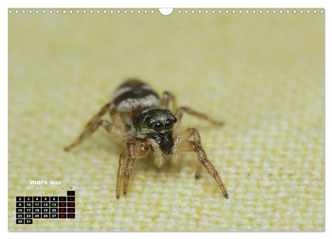 Araignées et insectes (Calendrier mural 2026 DIN A3 vertical), CALVENDO calendrier mensuel: Un calendrier sur les araignées et les insectes qui nous entourent.