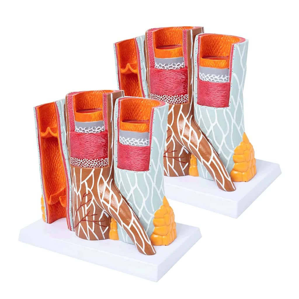 GTHTUHFD Skeleton Model Human Blood Vessels Model 14 X Enlarged Human Body Model Arteriovenous Cardiovascular Model For Teaching Learning Display .99,2 Pieces