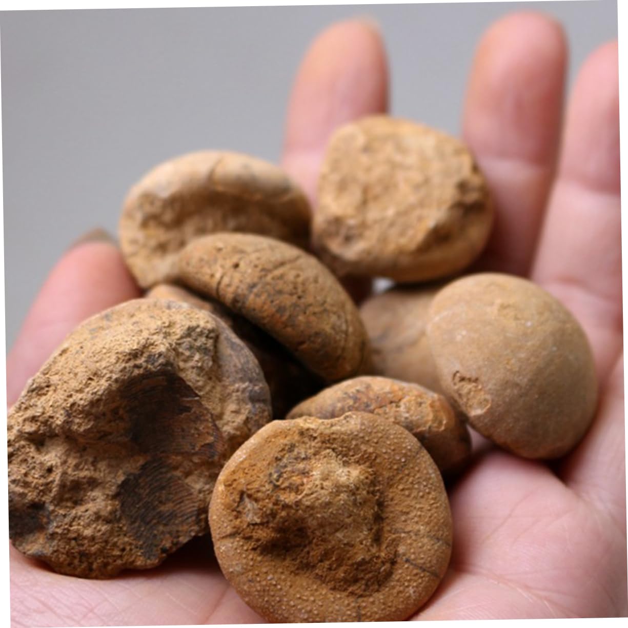 iplusmile 3piezas Sea Urchin Specimen Educational Ornament for Classroom Decoration