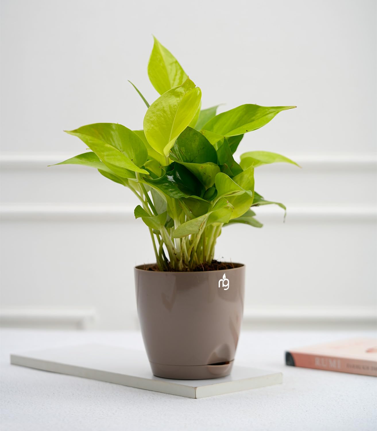 Nurturing Green® Air Purifying Money Plant Gold in Mocha Self Watering Plastic Pot (Size: 4.5Inch * 4.33Inch) | Indoor Plants for Living Room | Live Plants With Pots (B0CBQY1VX4) Amazon Price History, Amazon Price Tracker