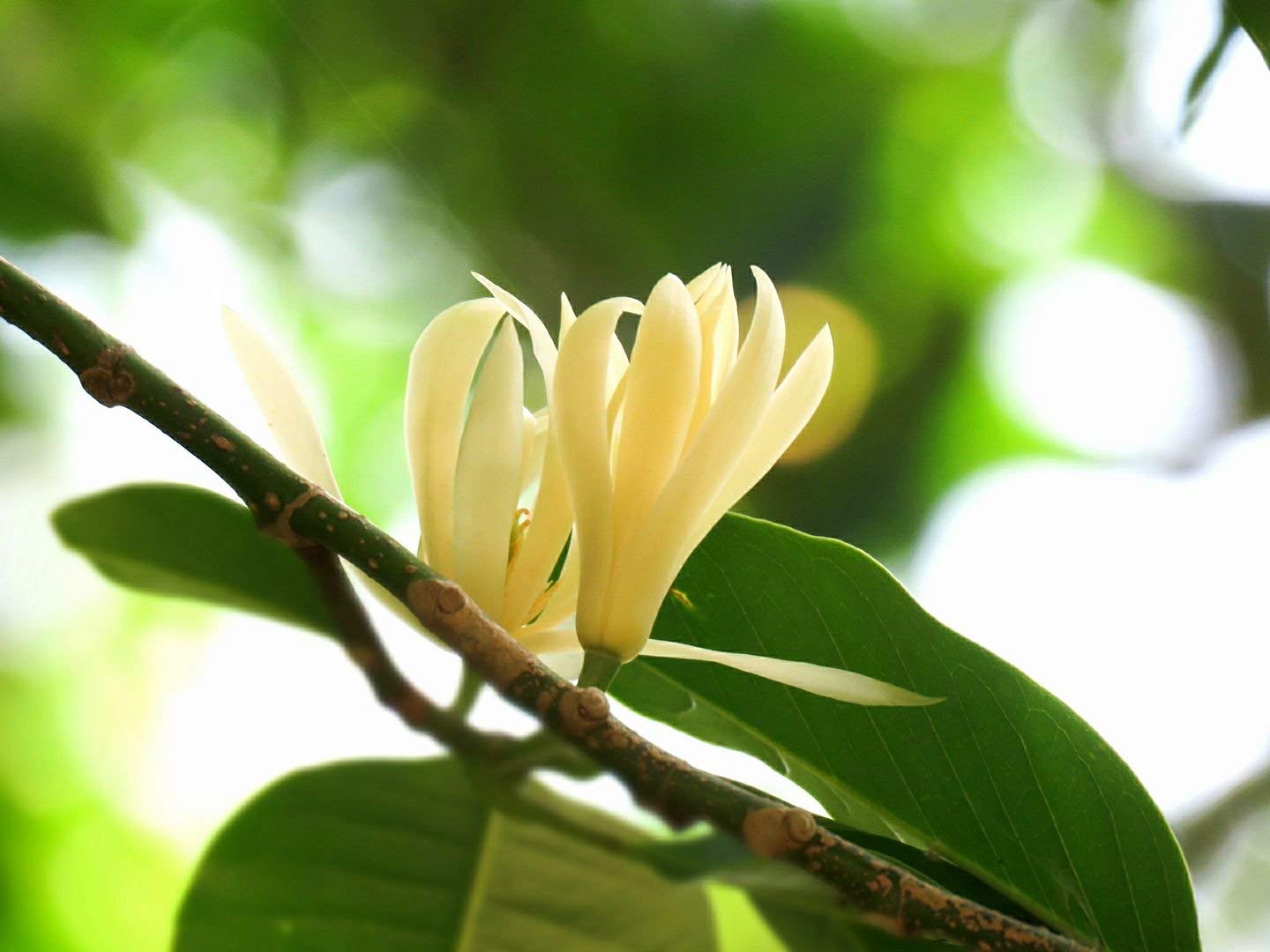 M-Tech Gardens Live Rare Exotic White Son Champa Flower 1 Healthy Live Plant (B0BSSS2QMK) Amazon Price History, Amazon Price Tracker