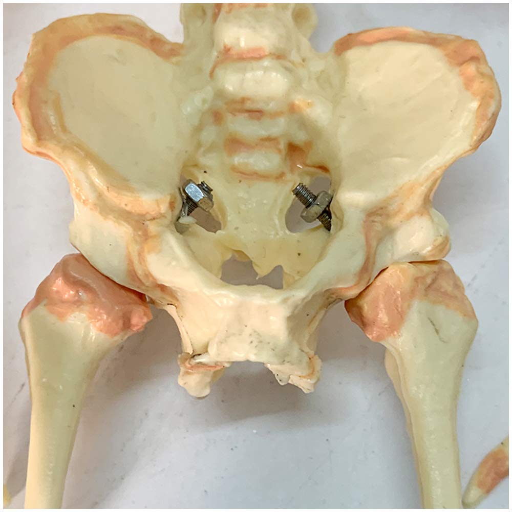 Pädagogische Puppe Säugling Skelett Modell Fötus Schädel Modell - Baby Skelett Modell - Medizinisch Anatomisch Fötal Baby