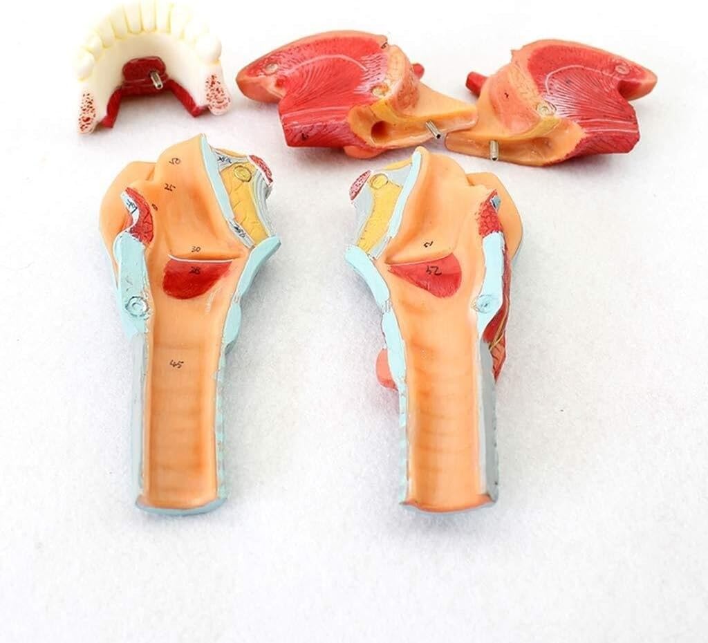 Anatomical Throat and Tongue Model, Anatomical laryngeal Muscles and laryngeal Cavity, Anatomical Model, Human Anatomy Science Model, Advanced Hand-Painted Medical Education aid