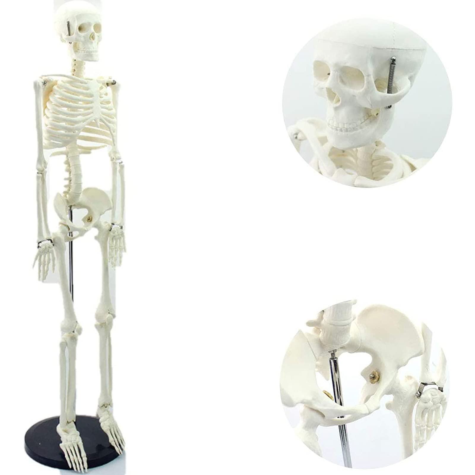 Buy 1/2 Lifesize Human Skeleton Model Anatomical Skeleton Model,with ...