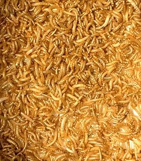 カマキリ(生き餌)