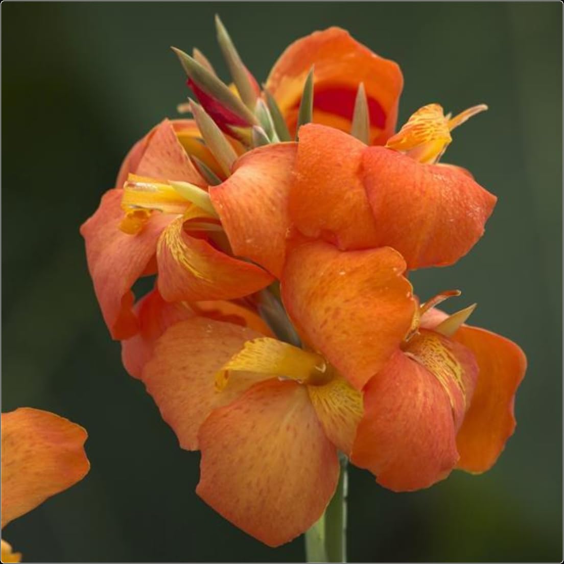 Canna Lily Cannova 'Orange Shades' X 3 Plug Plants for Potting on