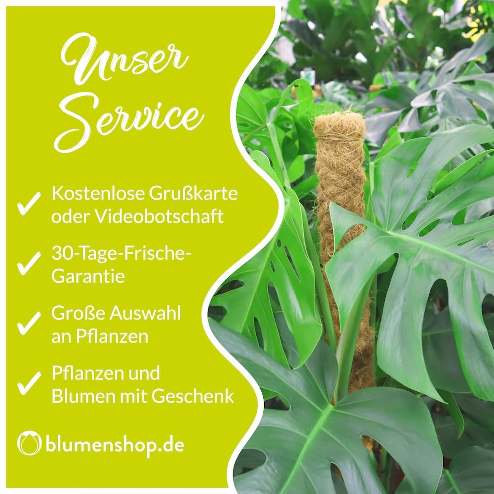 Glcksfeder, Zamie, echte Zimmerpflanze, Topfgre 17 cm, Hhe circa 70 cm,  Zimmerpflanzen fr die Wohnung oder das Bro, pflegeleichte und  luftreinigende Zamioculcas, Pflanzenversand : Amazon.de: Garten