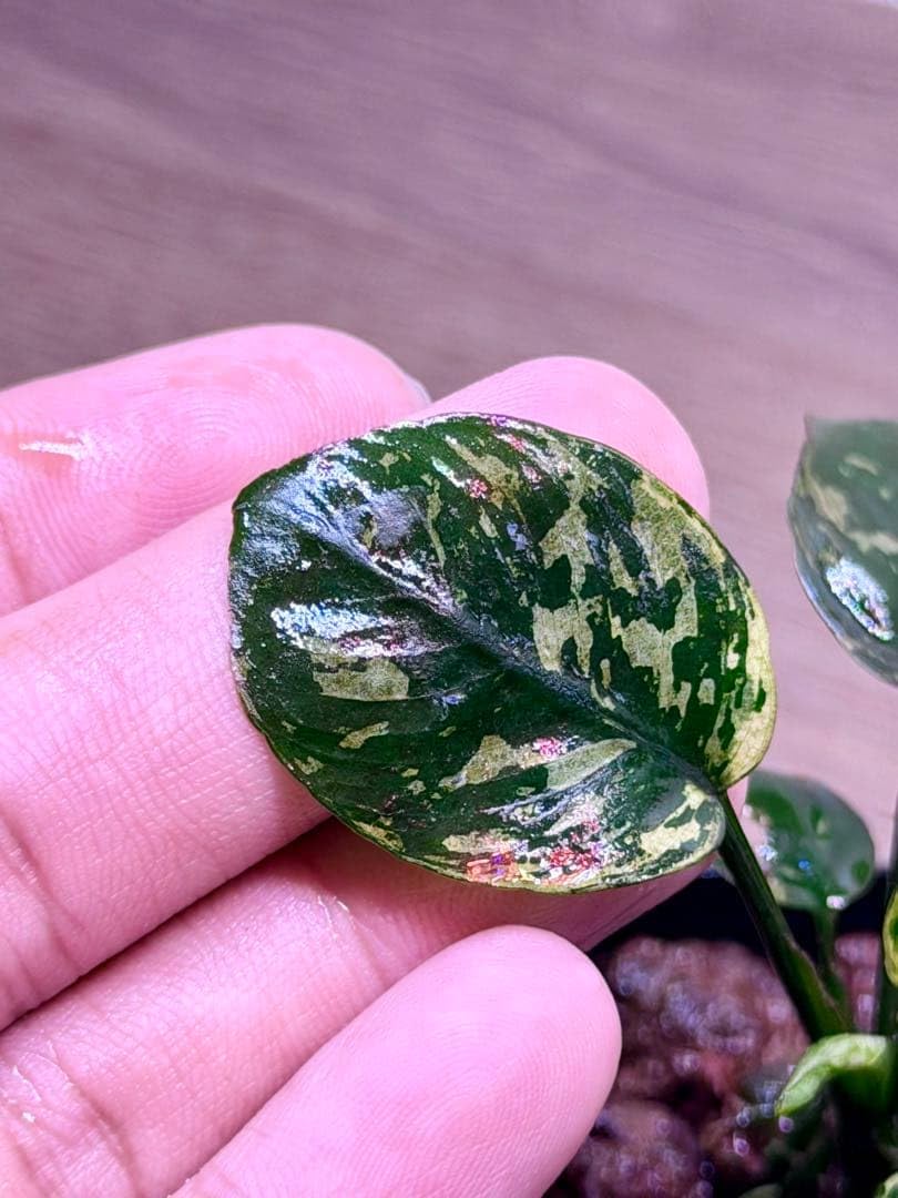 Amazon.co.jp: アヌビアス・ナナ 斑入りキング Anubias nana Variegata