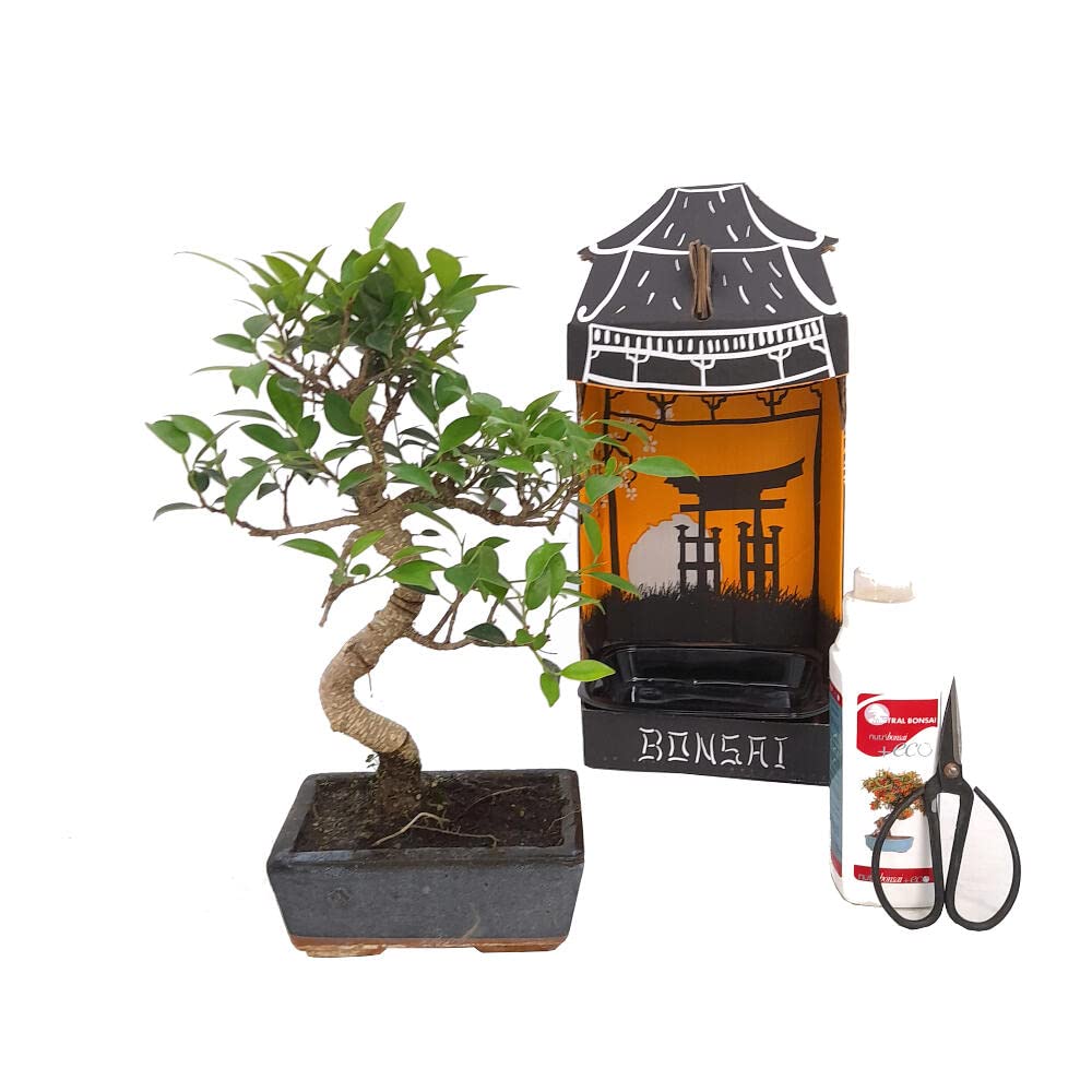 PACK INICIACIÓN BONSAI NATURAL DE INTERIOR DE FICUS RETUSA 6 AÑOS INCLUYE TIJERAS 120MM Y ABONO ECO