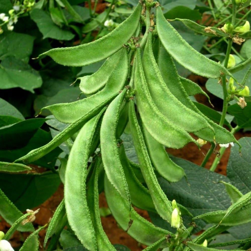 See full amazon price history chart for GARDENIFY INDIA SEM PHALI SEEDS (50 SEEDS/PACKET) GARDENIFY INDIA SEM PHALI SEEDS (50 SEEDS/PACKET) (B093QLGCT6) Amazon Price History, Amazon Price Tracker