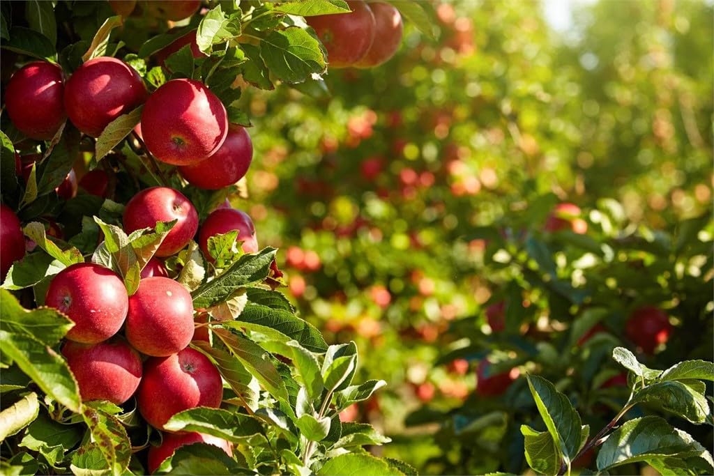 Abono Universal Huerta, Frutales, Césped y Ornamentales de 1,5 Kg | NPK 4-6-12 | Fertilizante Ecológico Completo y Equilibrado | Efecto Prolongado | Aplicación Fácil a Mano | Nexum Market