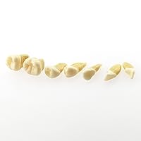 Vista 7 de Dental Demonstration Teeth Model - Standard Study Teaching Dental Mode with All Removable Teeth #4004 Silica Gel Material Soft and Bendable Teeth